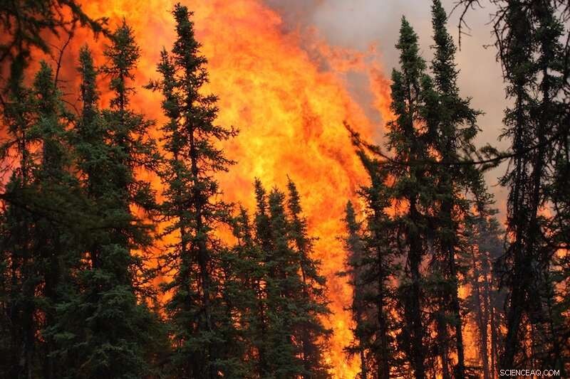 Alaska’s Forests at Risk: Wildfires Could Permanently Shift Species Composition