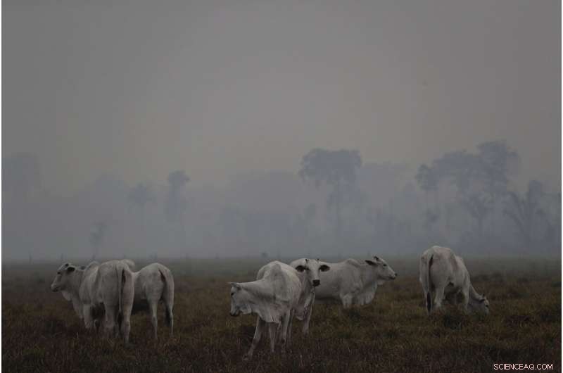 Brazilian Firefighters Battle Smoke‑Shrouded Amazon Fires