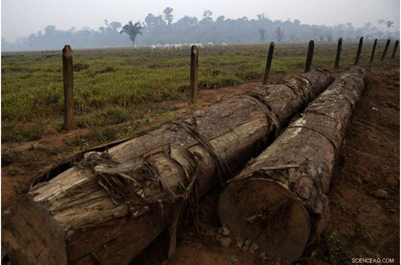 Brazilian Firefighters Battle Smoke‑Shrouded Amazon Fires