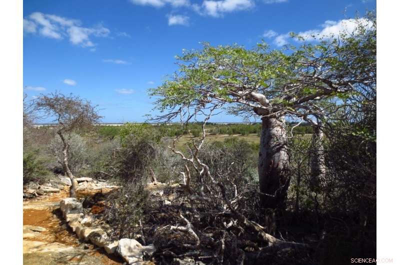 Satellite Data Confirms Deforestation Decline in Protected Areas: Key Insight for Biodiversity Goals