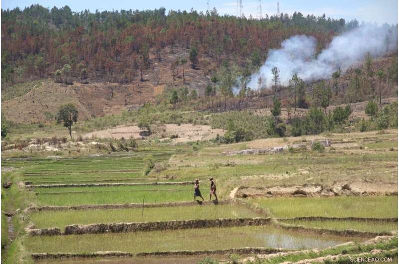 Satellite Data Confirms Deforestation Decline in Protected Areas: Key Insight for Biodiversity Goals