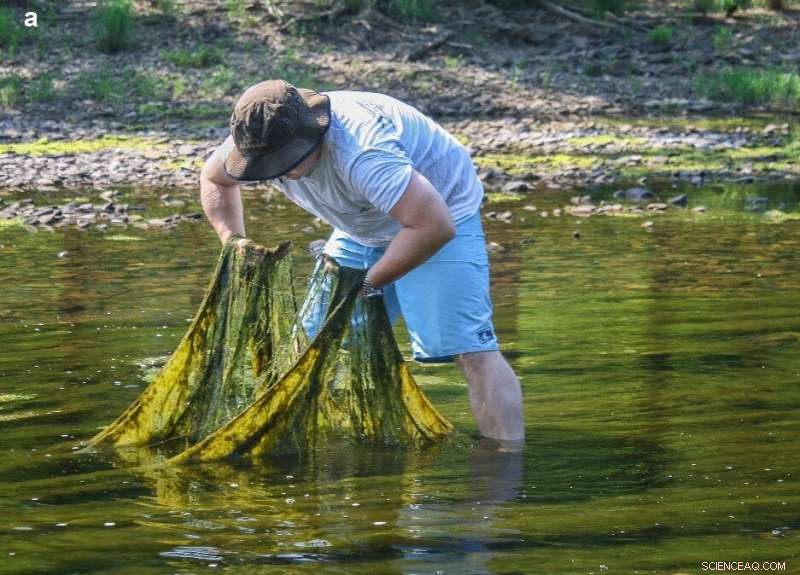 Scientists Analyze Key Environmental Factors Triggering Harmful Algal Blooms