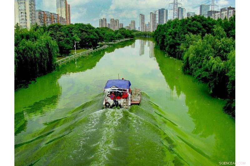 Scientists Analyze Key Environmental Factors Triggering Harmful Algal Blooms