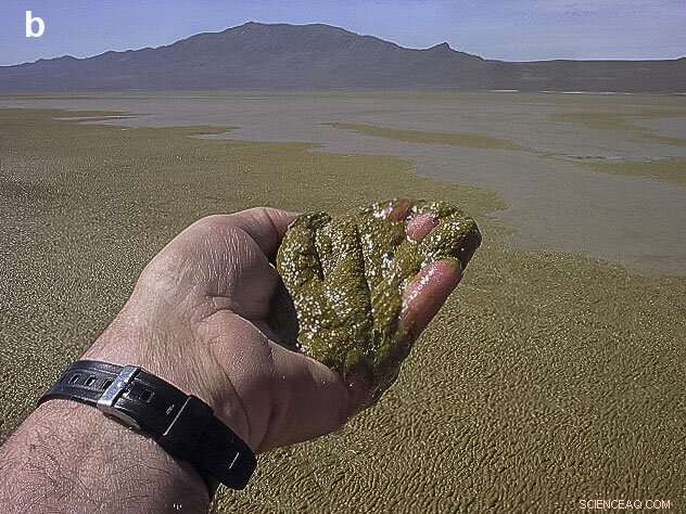 Scientists Analyze Key Environmental Factors Triggering Harmful Algal Blooms