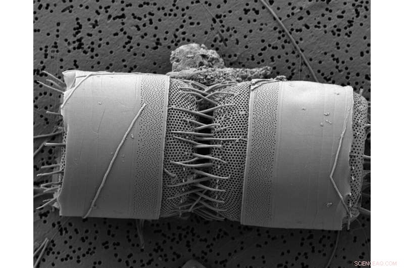 Acidic Oceans Reduce Plankton Populations, Accelerating Climate Change