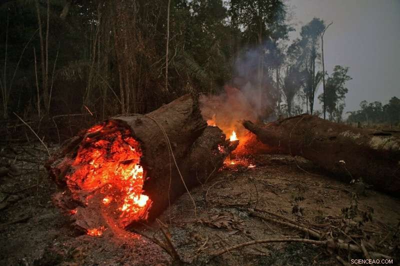 Amazon Farmers Face Deforestation Crisis to Secure Livelihoods