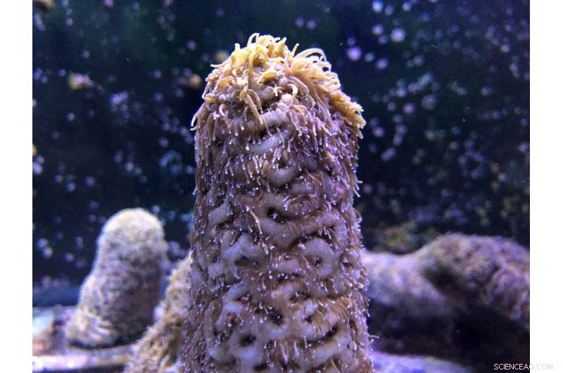 Lab‑grown Coral Sparks New Hope for Rebuilding Coral Reefs