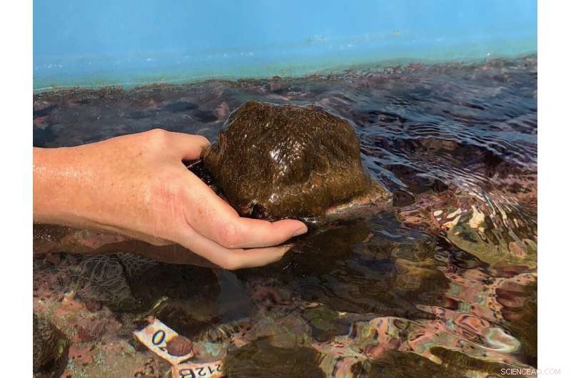Lab‑grown Coral Sparks New Hope for Rebuilding Coral Reefs