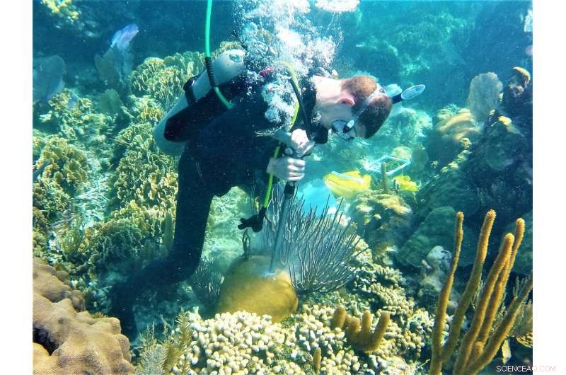 Nearshore Coral Growth Declines in Belize: Impact of Climate Change and Human Activity