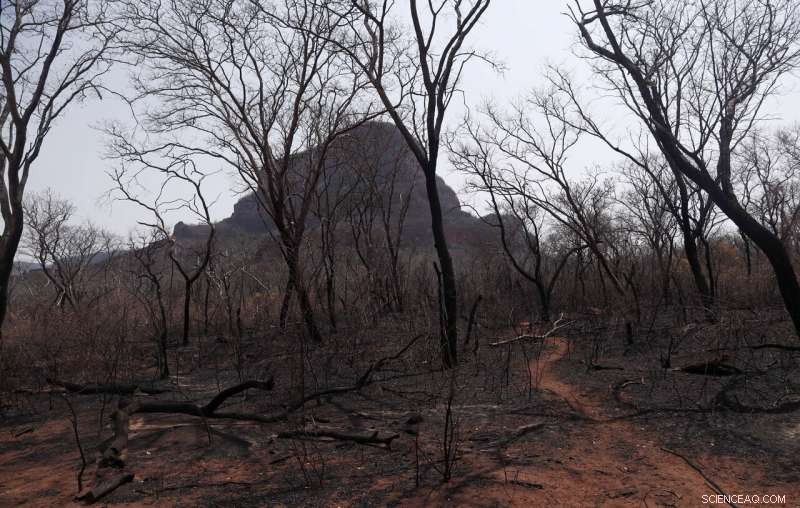 Brazil Sees Surge in Respiratory Illnesses Amid Escalating Amazon Fires