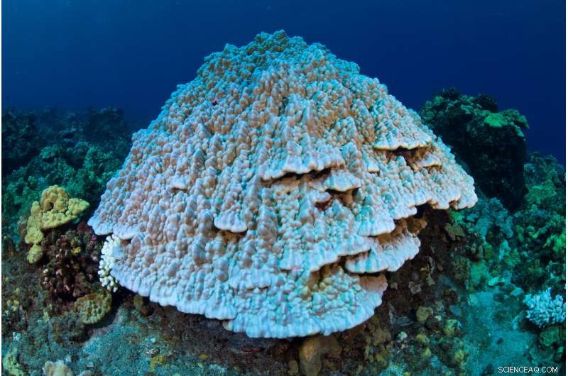 ASU Launches Initiative to Protect Hawaiian Coral Reefs Amid Rising Ocean Heatwave