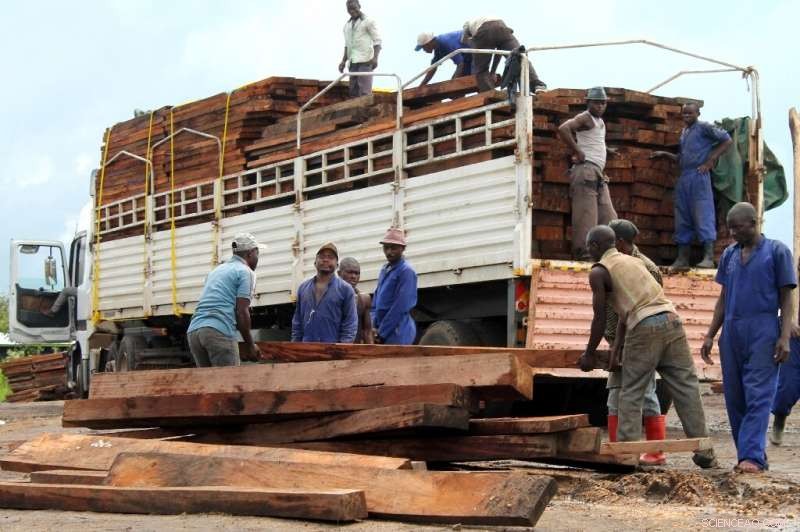 Bishop Warns of Ecological Disaster from Illegal Logging in DR Congo