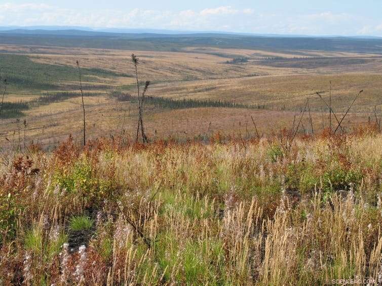 Increasing Fire Frequency Threatens Boreal Forests, Boosts Carbon Emissions