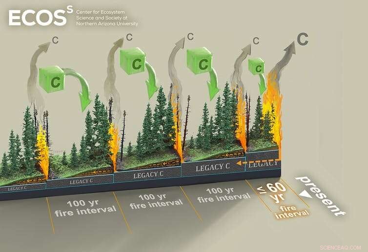 Increasing Fire Frequency Threatens Boreal Forests, Boosts Carbon Emissions