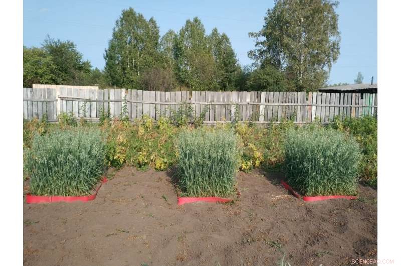 Glauconite: A Sustainable Alternative to Traditional Potassium Fertilizers