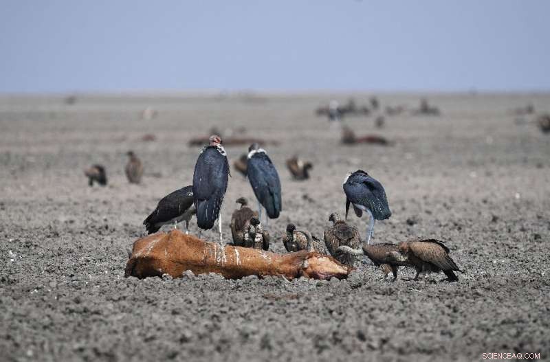 Botswana s Drought Crisis: Farmers and Livestock Face Severe Hardships