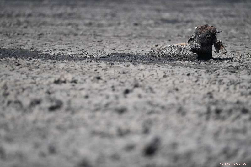 Botswana s Drought Crisis: Farmers and Livestock Face Severe Hardships