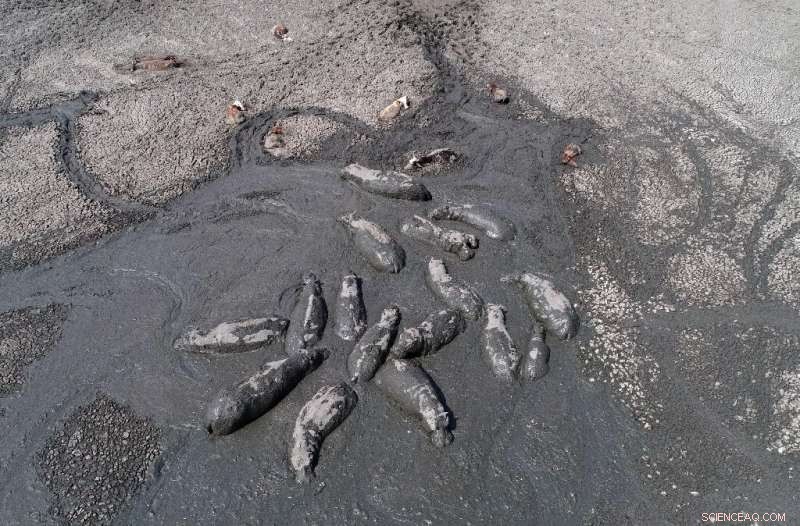 Botswana s Drought Crisis: Farmers and Livestock Face Severe Hardships