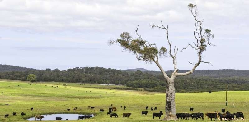 Virtual Fences for Cattle: Harnessing New Tech to Enable Sustainable, Efficient Land Sharing