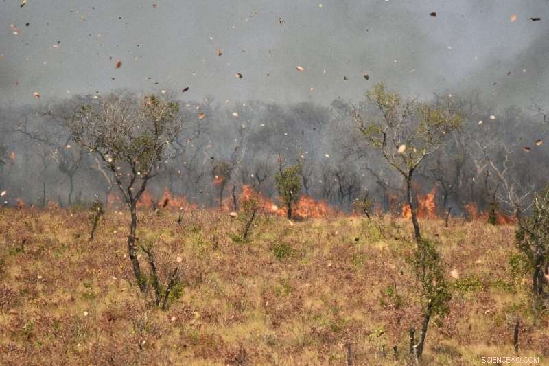Bolivia Loses 1.7 Million Hectares to Wildfires, Officials Report