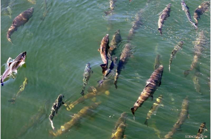 Scientists Track Emerging Marine Heat Wave Along the West Coast