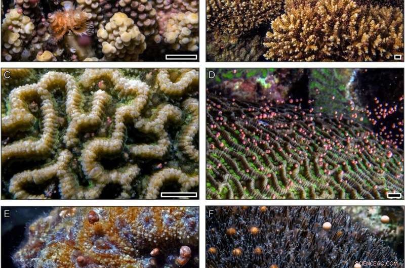 Loss of Coral Spawning Habitats Endangers Species from Extinction