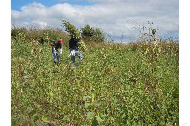 Beyond Borders: How Shifting Land Systems Shape Global Migration