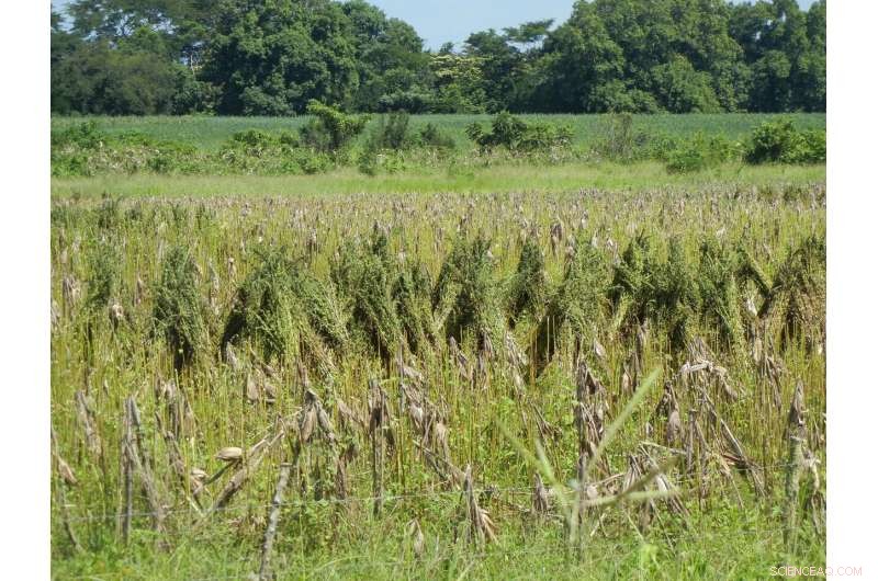 Beyond Borders: How Shifting Land Systems Shape Global Migration