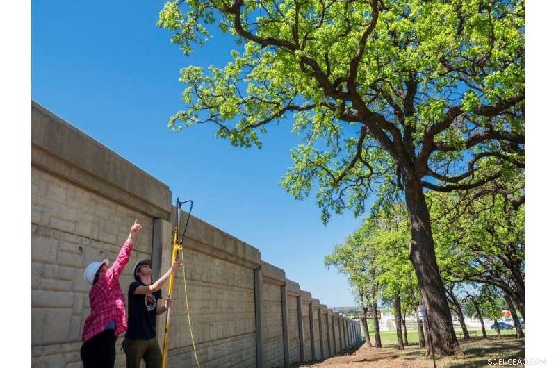 Oak Trees: Nature’s Air Filters for Southern U.S. Cities