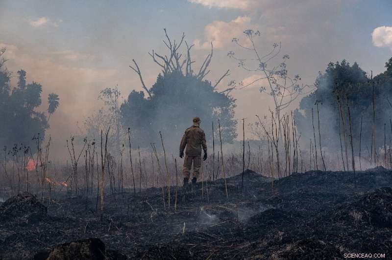 Is It Time for the International Community to Safeguard the Amazon?