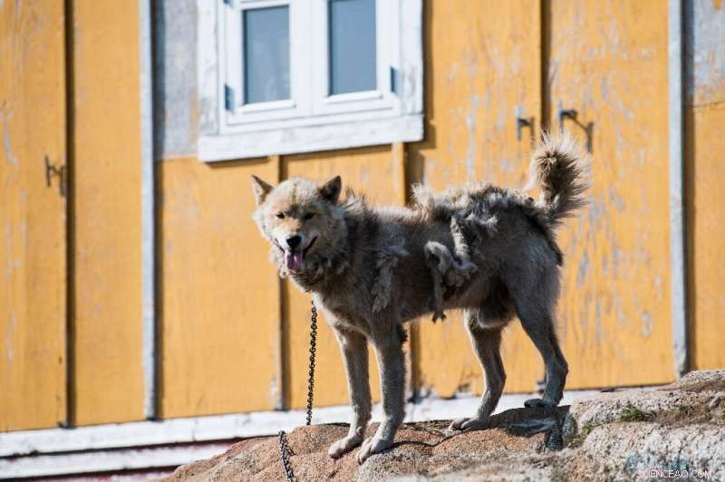 Shorter Winters in Greenland s Kulusuk Raise Concerns for Dog Sledding