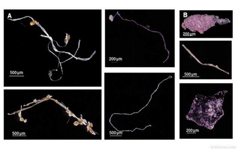 Post-World War II Surge in Plastic Pollution Revealed in Marine Sediment Layers