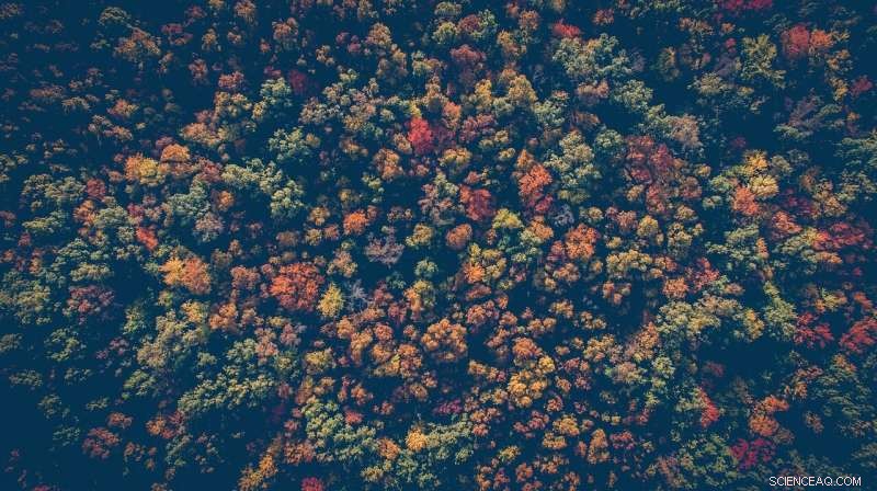 Beyond Tree Cover: Why Global Forest Naturalness Maps Are Essential for Sustainable Development