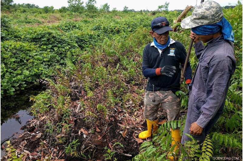 Satellite Data Highlights Global Peatland Fire Risk