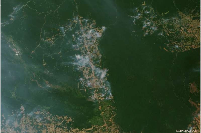 Record Amazon Fires Threaten Rainforest Ecosystem