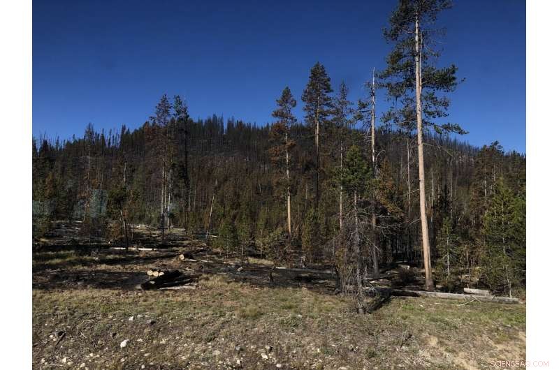 Satellite Data Reveals Climate Change Fuels Wildfires