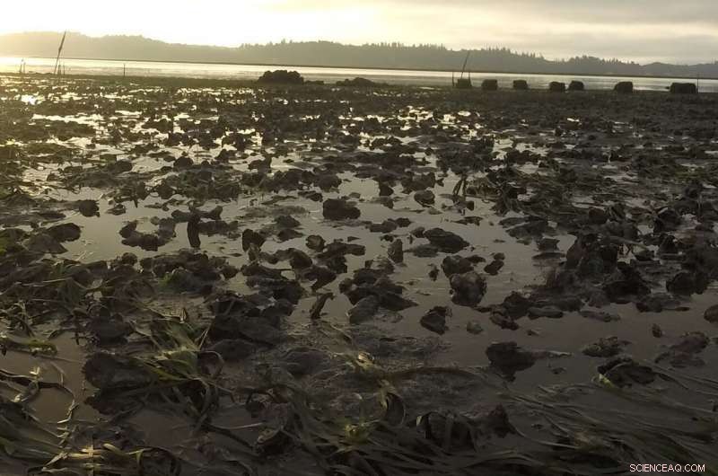Study Reveals Tides Often Retain Water in Willapa Bay, Not Always Flush to Sea