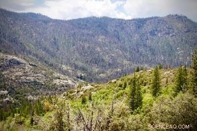 Research Finds Megafires Not Rising; High‑Severity Fires Are Natural in Western U.S. Forests