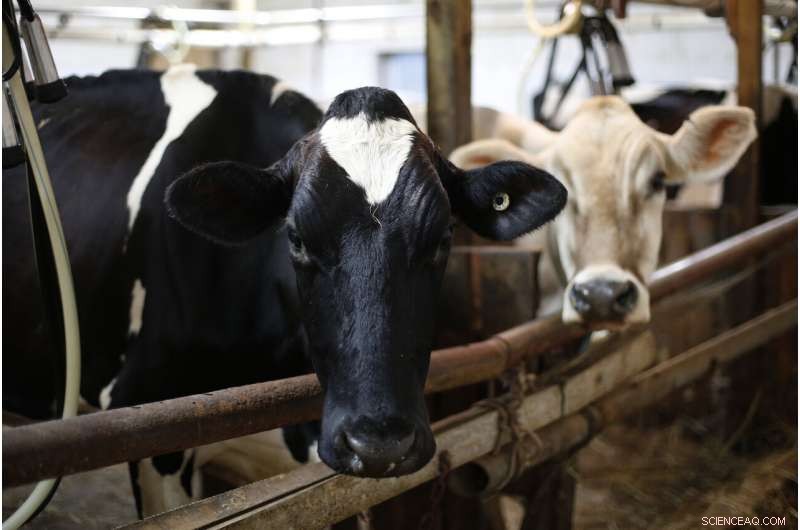 Tainted Sewage Sludge on Croplands Raises Growing Health Concerns