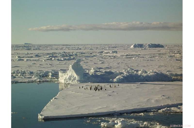 Implications of a Destabilized Antarctic Ice Sheet: What Could Happen?