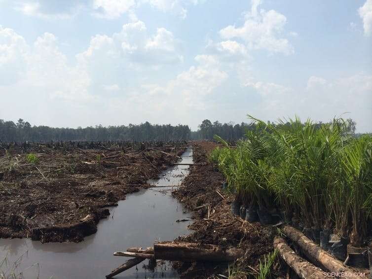 The Human Cost of Palm Oil: Social & Environmental Impacts