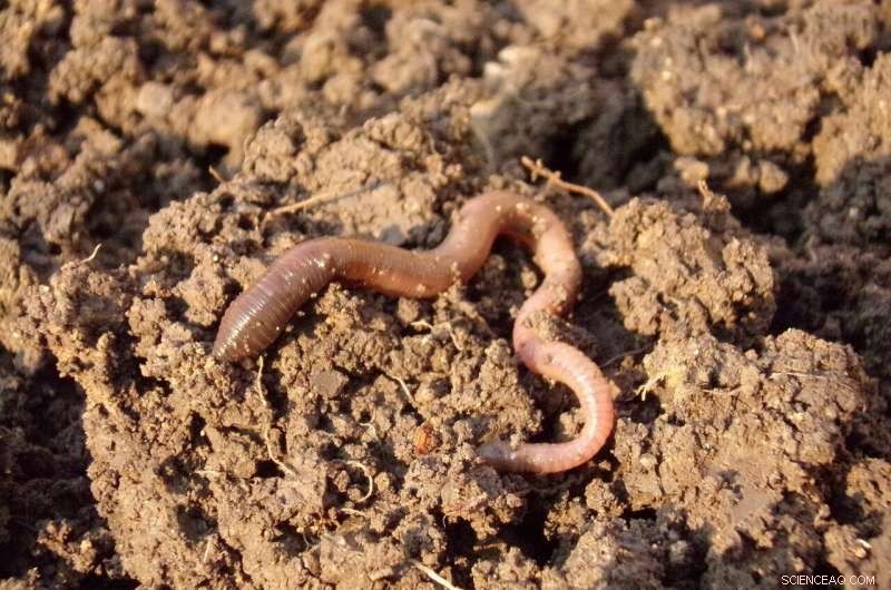 New Study Reveals Microplastics Hamper Earthworm Growth and Health