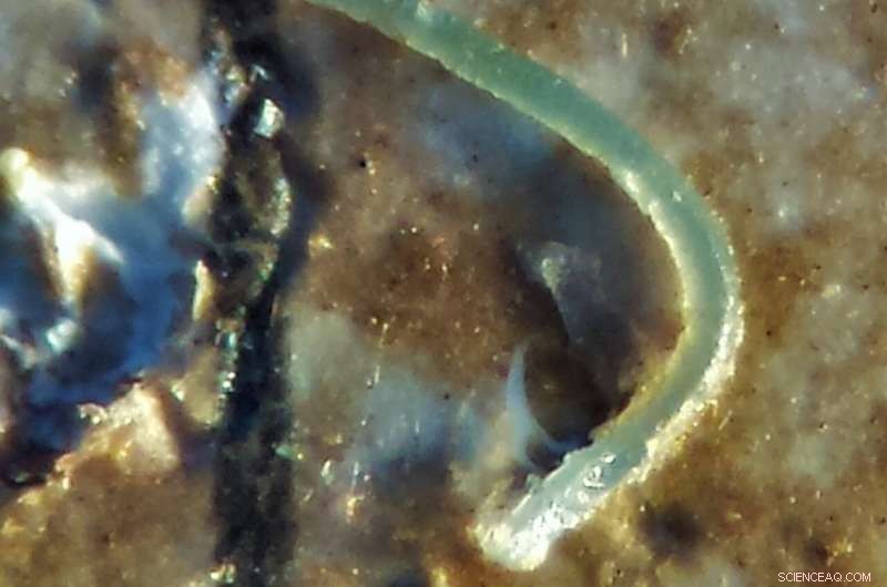 Tampa Bay Holds 4 Billion Microplastic Particles, Study Finds