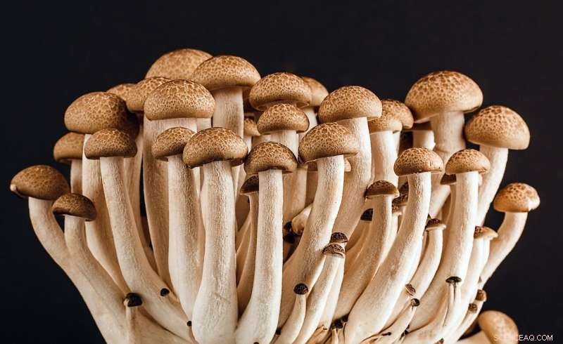 Can Fungi Revolutionize Sustainable Fashion?
