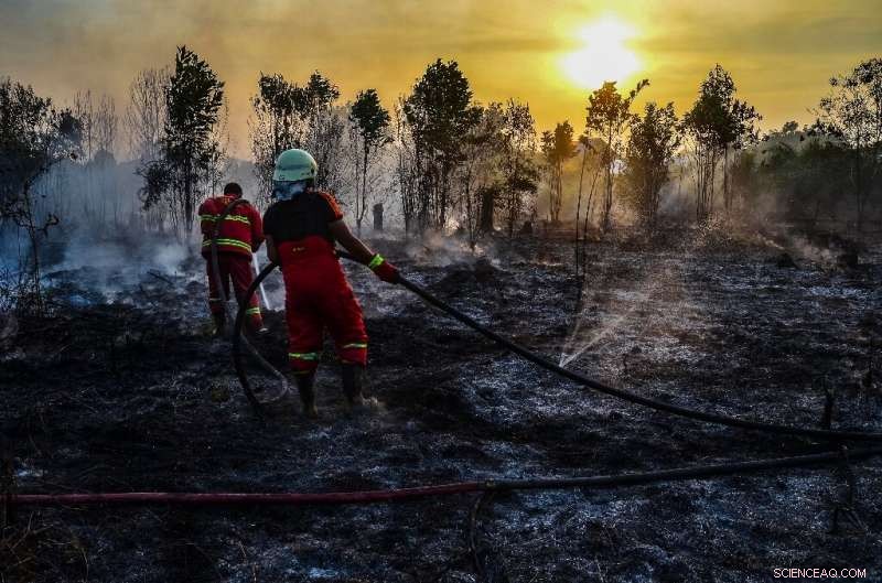 Global Wildfires Threaten Forests That Shield the Planet from Climate Change