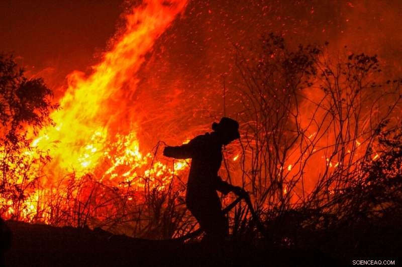 Global Wildfires Threaten Forests That Shield the Planet from Climate Change