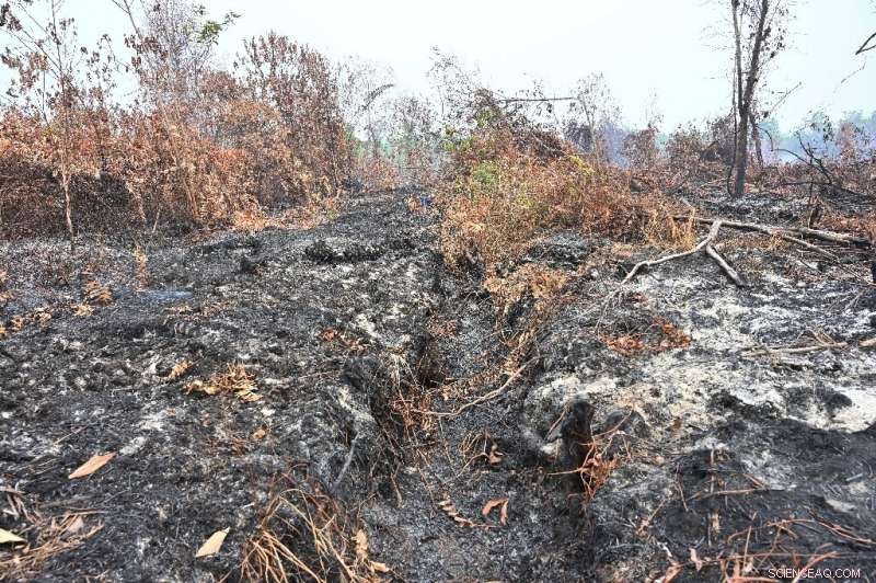 Indonesia Battles Wildfires: Frontline Efforts to Protect Rainforests