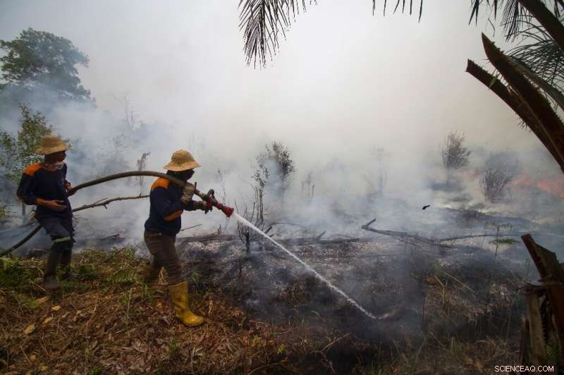 Indonesia Battles Wildfires: Frontline Efforts to Protect Rainforests