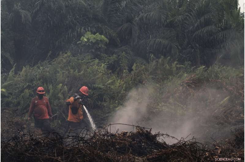Indonesia Seals 30 Companies to Curb Forest Fires