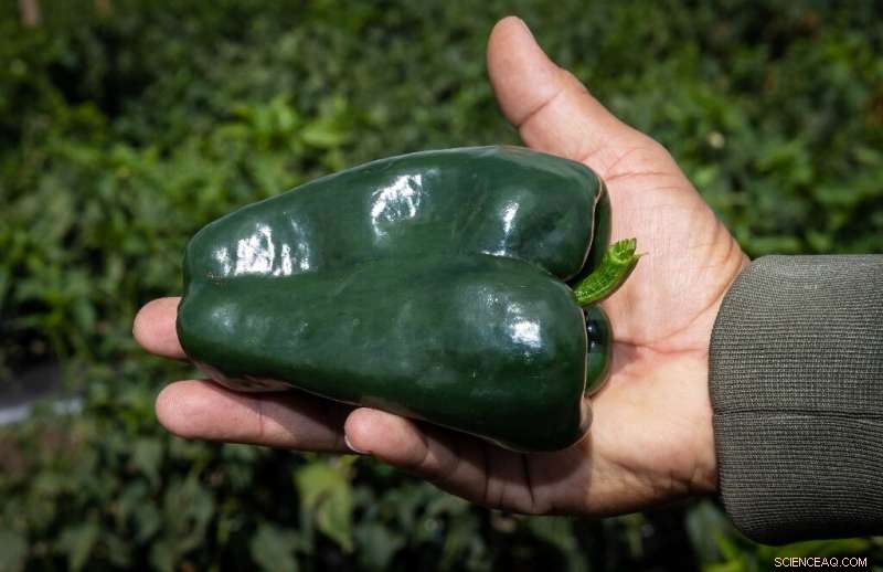 Farmers and Chefs Unite to Preserve Traditional Mexican Ingredients